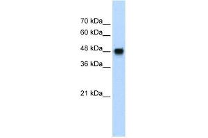 WB Suggested Anti-BMP7 Antibody Titration:  1. (BMP7 抗体  (N-Term))