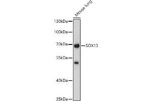 Western blot analysis of extracts of Mouse lung, using SOX13 antibody (ABIN7270570) at 1:1000 dilution. (SOX13 抗体  (AA 1-180))
