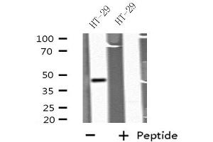 Western blot analysis of extracts from HT-29 cells, using GDF7 antibody. (GDF7 抗体  (Internal Region))