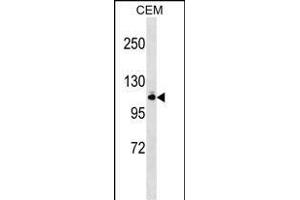 GRIK5 Antibody (N-term) (ABIN1538926 and ABIN2848887) western blot analysis in CEM cell line lysates (35 μg/lane). (GRIK5 抗体  (N-Term))