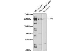 Western blot analysis of extracts of various cell lines, using SAFB antibody (ABIN7270155) at 1:1000 dilution. (SAFB 抗体  (AA 300-400))