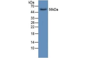 Rabbit Capture antibody from the kit in WB with Positive Control: Sample Human Liver Tissue. (LIPC ELISA 试剂盒)