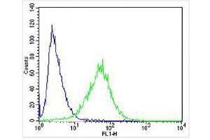 Overlay histogram showing SH-SY5Y cells stained with (ABIN6244265 and ABIN6577956) (green line). (FAM168B 抗体  (AA 105-139))