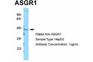 Western Blotting (WB) image for anti-Asialoglycoprotein Receptor 1 (ASGR1) (Middle Region) antibody (ABIN2778131)
