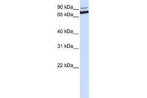WB Suggested Anti-XAB2 Antibody Titration:  0. (XAB2 抗体  (C-Term))