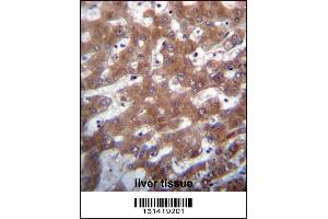 TRUB1 Antibody immunohistochemistry analysis in formalin fixed and paraffin embedded human liver tissue followed by peroxidase conjugation of the secondary antibody and DAB staining. (TRUB1 抗体  (AA 152-180))