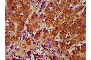 IHC image of ABIN7143840 diluted at 1:400 and staining in paraffin-embedded human liver tissue performed on a Leica BondTM system. (AASS 抗体  (AA 224-364))