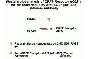 Western Blot Analysis of QRFP Receptor AQ27 in the rat brain tissue by Anti-AQ27 (401-433)(Mouse) Antibody. (QRFPR 抗体  (AA 401-433))