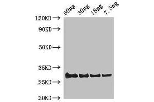 Western Blot Positive WB detected in Recombinant protein All lanes: Lysozyme C-1 antibody at 2 μg/mL Secondary Goat polyclonal to rabbit IgG at 1/50000 dilution Predicted band size: 30 kDa Observed band size: 30 kDa (Lysozyme 1 (LYZ1) (AA 19-147) 抗体)