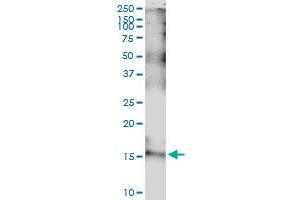 Immunoprecipitation of IL15 transfected lysate using anti-IL15 MaxPab rabbit polyclonal antibody and Protein A Magnetic Bead , and immunoblotted with IL15 MaxPab mouse polyclonal antibody (B01) . (IL-15 抗体  (AA 1-162))