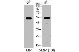Western Blot analysis of VEC cells using Phospho-Ets-1 (T38) Polyclonal Antibody (ETS1 抗体  (pThr38))