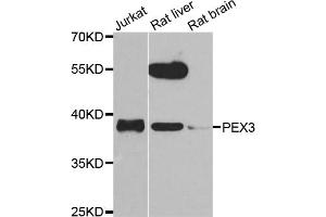 Western blot analysis of extracts of various cell lines, using PEX3 antibody. (PEX3 抗体)