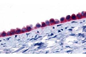 Anti-GPR133 antibody  ABIN1048713 IHC staining of human ovary, epithelium. (G Protein-Coupled Receptor 133 抗体  (N-Term))