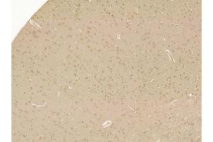 PEG10 Mouse Monoclonal Antibody at 1/100 staining rat brain tissue by IHC-P. (PEG10 抗体)