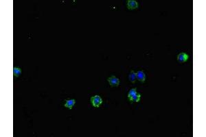 Immunofluorescent analysis of HepG2 cells using ABIN7172261 at dilution of 1:100 and Alexa Fluor 488-congugated AffiniPure Goat Anti-Rabbit IgG(H+L) (TLR1 抗体  (AA 25-580))