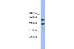 Human Jurkat; WB Suggested Anti-ALLC Antibody Titration: 0. (Allantoicase 抗体  (N-Term))
