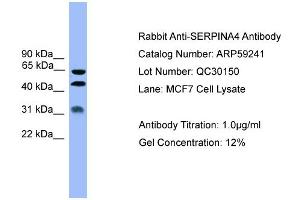Western Blotting (WB) image for anti-serpin Peptidase Inhibitor, Clade A (Alpha-1 Antiproteinase, Antitrypsin), Member 4 (SERPINA4) (Middle Region) antibody (ABIN2774250)
