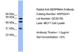 WB Suggested Anti-SERPINA4  Antibody Titration: 0. (SERPINA4 抗体  (Middle Region))