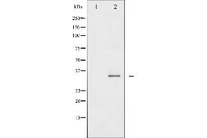Western blot analysis of Syntaxin 1A phosphorylation expression in Mouse brain tissue lysates,The lane on the left is treated with the antigen-specific peptide. (STX1A 抗体  (pSer14))