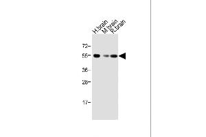 Western Blotting (WB) image for anti-Activin A Receptor, Type IB (ACVR1B) (AA 39-68), (N-Term) antibody (ABIN392231)