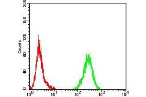 Flow cytometric analysis of Hela cells using PLCG1 mouse mAb (green) and negative control (red). (Phospholipase C gamma 1 抗体  (AA 39-181))