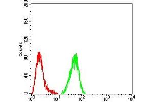 Flow cytometric analysis of Hela cells using IDH2 mouse mAb (green) and negative control (red).
