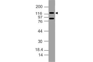 Image no. 1 for anti-Damage Specific DNA Binding Protein 1 (DDB1) (AA 300-530) antibody (ABIN5027134) (DDB1 抗体  (AA 300-530))