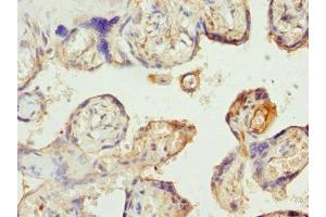 Immunohistochemistry of paraffin-embedded human placenta tissue using ABIN7170139 at dilution of 1:100 (SLC22A11 抗体  (AA 40-150))