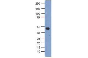Sample Type: HEK293T cells transfected with a plasmid for over expression of myc-tagged PHF6Primary Dilution: 1:1000Secondary (goat anti-rabbit HRP) Dilution: 1:1000 (PHF6 抗体  (N-Term))