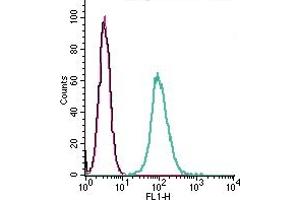 Cell surface detection of GPR132 by indirect flow cytometry in live intact mouse J774 macrophage cell line: + goat-anti-rabbit-FITC. (G Protein-Coupled Receptor 132 抗体  (Extracellular))