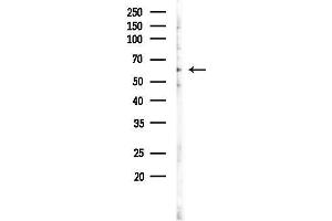 Western blot analysis of lysates from PC12 cells(LPS 4h treatment), using AP Antibody at 1/1000 dilution.