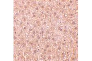 Immunohistochemistry of RYBP in mouse liver tissue with RYBP polyclonal antibody  at 10 ug/mL . (RYBP 抗体  (AA 215-228))