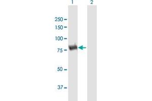 Western Blot analysis of DPP3 expression in transfected 293T cell line by DPP3 MaxPab polyclonal antibody. (DPP3 抗体  (AA 1-737))