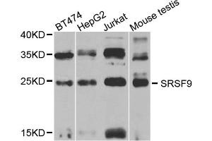 Western blot analysis of extracts of various cell lines, using SRSF9 antibody (ABIN5973601) at 1/1000 dilution. (SFRS9 抗体)