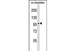 TOP3B Antibody (C-term) (ABIN1537618 and ABIN2848469) western blot analysis in mouse bladder tissue lysates (35 μg/lane). (TOP3B 抗体  (C-Term))