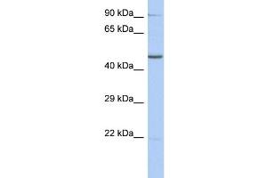 WB Suggested Anti-ZNF669 Antibody Titration:  0. (ZNF669 抗体  (N-Term))