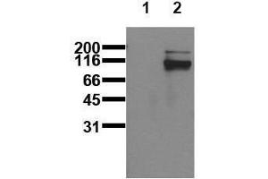 Western Blotting (WB) image for anti-Signal Transducer and Activator of Transcription 5A (STAT5A) (pTyr695), (pTyr699) antibody (ABIN126900) (STAT5A 抗体  (pTyr695, pTyr699))