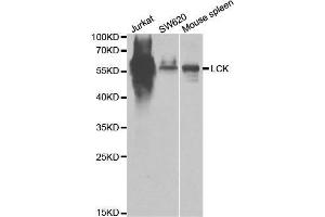 Western blot analysis of extracts of various cell lines, using LCK antibody. (LCK 抗体  (AA 1-240))