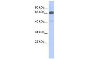 Image no. 1 for anti-Zinc Finger Protein 446 (ZNF446) (N-Term) antibody (ABIN6742845) (ZNF446 抗体  (N-Term))