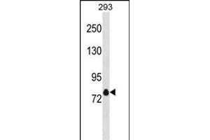 KCNA4 Antibody (C-term) (ABIN1881472 and ABIN2838910) western blot analysis in 293 cell line lysates (35 μg/lane). (Kv1.4 抗体  (C-Term))
