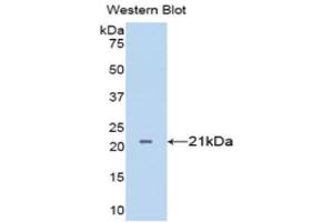 Western Blotting (WB) image for anti-Tumor Necrosis Factor alpha (TNF alpha) (AA 77-232) antibody (ABIN3209215) (TNF alpha 抗体  (AA 77-232))