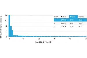 Analysis of Protein Array containing more than 19,000 full-length human proteins using GATA-3 Mouse Monoclonal Antibody (GATA3/2688). (GATA3 抗体  (AA 357-436))