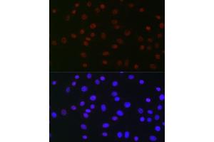 Immunofluorescence (IF) image for anti-Ubiquitin Specific Peptidase 39 (USP39) antibody (ABIN7271160)