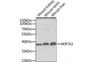 Western blot analysis of extracts of various cell lines using AKR7A2 Polyclonal Antibody at dilution of 1:1000. (AKR7A2 抗体)