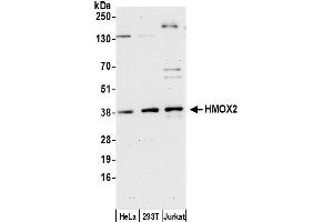 Western Blotting (WB) image for anti-Heme Oxygenase (Decycling) 2 (HMOX2) (AA 225-275) antibody (ABIN7453103)