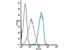 Cell surface detection of Neuroplastin by indirect flow cytometry in live intact human THP-1 monocytic leukemia cells: (black line) Cells. (NPTN 抗体  (Extracellular, N-Term))
