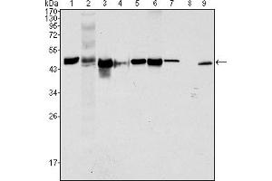 Western blot analysis using CK18 mouse mAb against Hela (1), NIH/3T3 (2), A549 (3), Jurkat (4), MCF-7(5), HepG2 (6), A431 (7), HEK293 (8) and K562 (9) cell lysate. (Cytokeratin 18 抗体)