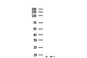 anti-Histone H4 (HISTH4) (acLys12) antibody