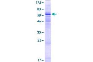 Image no. 1 for Family with Sequence Similarity 55, Member A (FAM55A) (AA 1-405) protein (GST tag) (ABIN1353569) (FAM55A Protein (AA 1-405) (GST tag))