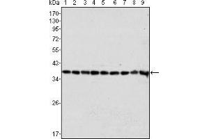 Western blot analysis using GAPDH mouse mAb against Hela (1), A549 (2), A431 (3), MCF-7 (4), K562 (5), Jurkat (6), HL60 (7), SKN-SH (8) and SKBR-3 (9) cell lysate. (GAPDH 抗体)